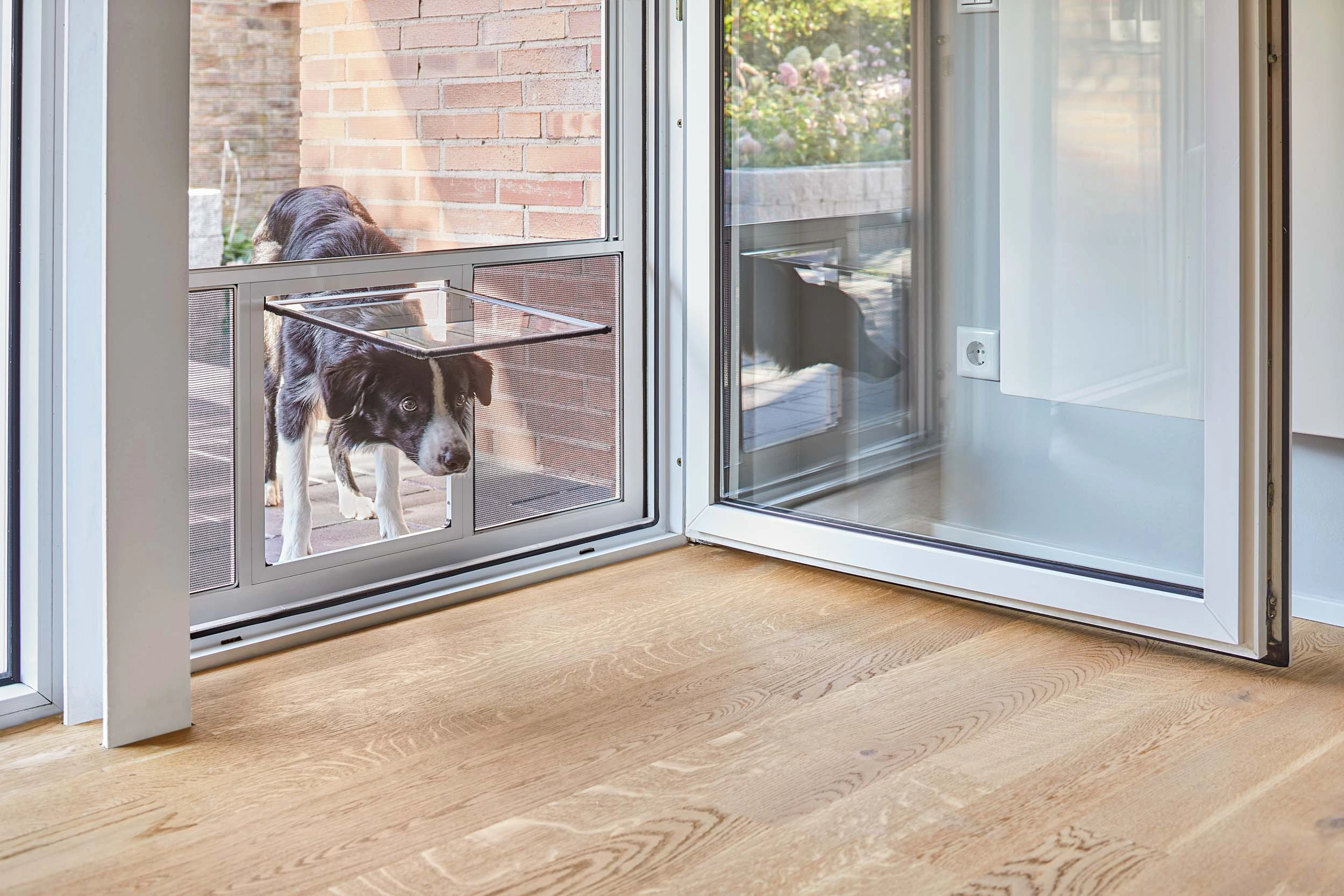 Freiheit-für-Vierbeiner-1