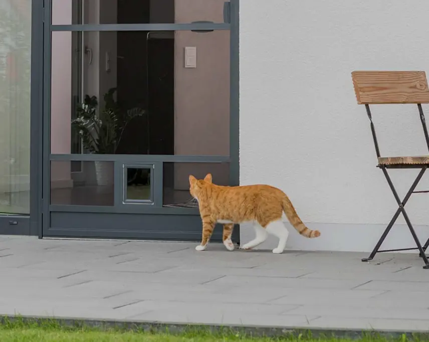 Freiheit für Vierbeiner-3